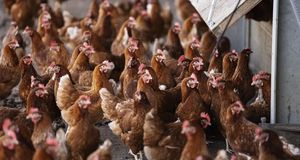 Brits consume 35kg of poultry each every year