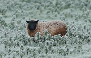 Supporting image for story