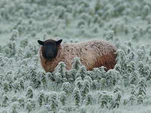 Supporting image for story: Mercury dips below freezing – as forecasters issue ice warning