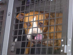 Supporting image for story: Dog ban for owner after Willenhall pit bull attack