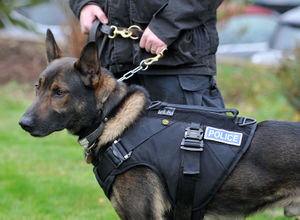 Police Dog Alvin wearing one of the new protective vests