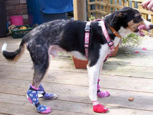 Supporting image for story: Help Harry get pally with a new owner