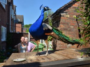 Supporting image for story: Missing a peacock? Mystery as bird has Telford residents all of a flutter 