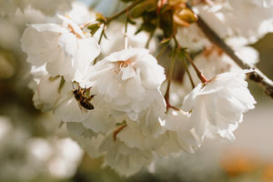 The Mount Fuji tree in Cluddley, Telford