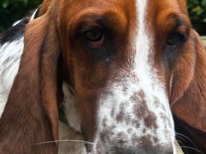 Supporting image for story: Car thieves dump dog in countryside after stealing car he was in