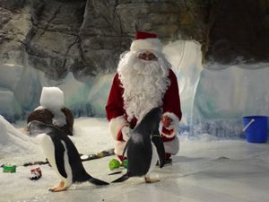 Supporting image for story: Penguins Hulk and Dumpling get in the Christmas spirit