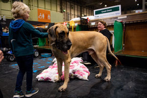 A Great Dane named Anton at the Birmingham National Exhibition Centre (NEC) during the third day of the Crufts Dog Show. PA Photo. Issue date: Saturday March 7, 2020. See PA story ANIMALS Crufts. Photo credit should read: Jacob King/PA Wire.