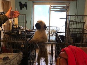 Supporting image for story: Telford pair banned from ever keeping animals after dogs found in squalid conditions