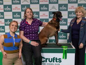 Supporting image for story: Crufts invite nominations from across West Midlands as it begins search for nation's Hero Dog 2026