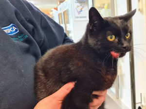 Supporting image for story: Shot bird and cat needing surgery among hundreds of Shropshire animal cruelty cases this year