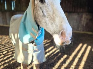 Supporting image for story: Arthritic 31-year-old horse found stuck in mud near Wolverhampton now recovering after rescue by firefighters