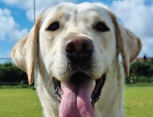 Supporting image for story: Meet the police dog who is changing the way sex crimes are investigated