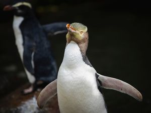Supporting image for story: Shy penguin wins New Zealand’s bird election after campaign filled with memes