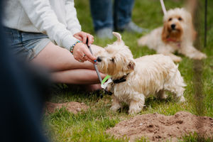 Tiggy at the Loggerheads Doggy Day Out