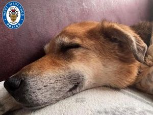 Supporting image for story: Dogs on the mend after police rescue in Dudley