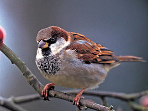 Supporting image for story: House Sparrow the Shropshire winner in big birdwatch
