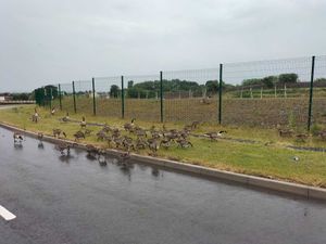 Supporting image for story: Local hero slows traffic down for wandering geese in Telford