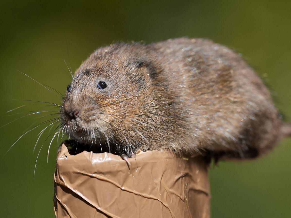 Water voles reintroduced into waterways in southern England