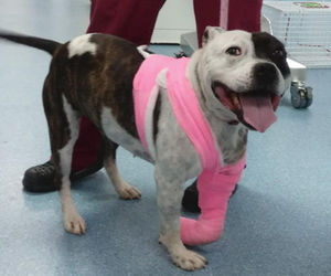 Zena is on the road to recovery. Picture: RSPCA