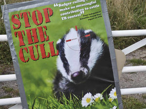 Supporting image for story: Badger cull: The case against