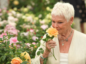 Supporting image for story: Chelsea Flower Show: Dame Judi Dench smells David Austin rose named after her