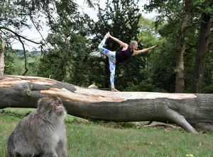 Supporting image for story: Yoga enthusiasts to take part in a unique workshop set among 140 monkeys at Trentham Monkey Forest