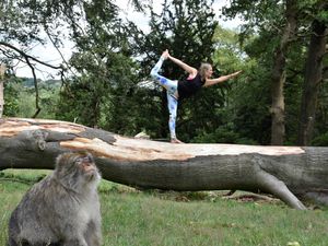 Supporting image for story: Yoga enthusiasts to take part in a unique workshop set among 140 monkeys at Trentham Monkey Forest
