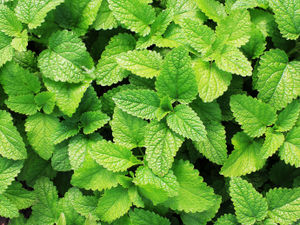 Supporting image for story: Herbs the focus at flower club meeting