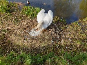 Supporting image for story: Swans nest close to main road , Chantal Schlatter-Bättig