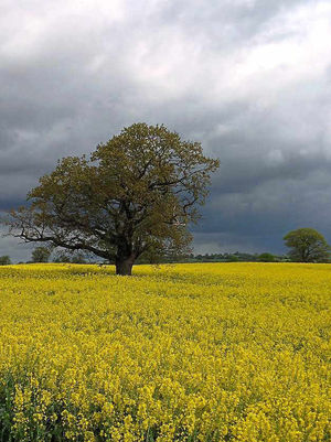 Robert Brown took this picture in a field near Wem