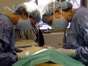 Supporting image for story: Mystery disease affecting Shropshire dogs confuses vets