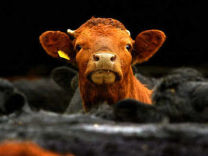 Supporting image for story: Shropshire bull was offspring of cloned cow