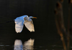 Great White Egret at Sunrise.
