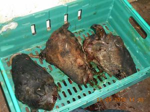 Supporting image for story: Two men jailed for conspiring to sell meat meant for pet food to shoppers