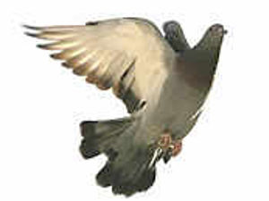 Supporting image for story: Pigeon clubs in bird flu crisis