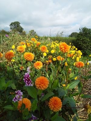 Eve's Garden at Cefn-y-Coed will be open on Sunday July 20 from 11am until 5pm
