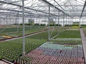 Supporting image for story: King's Nurseries get permission to build cafe at Garthmyl