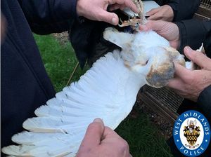 One of the owls found in Rushall