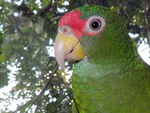 Supporting image for story: A newly-discovered parrot species has already been declared endangered