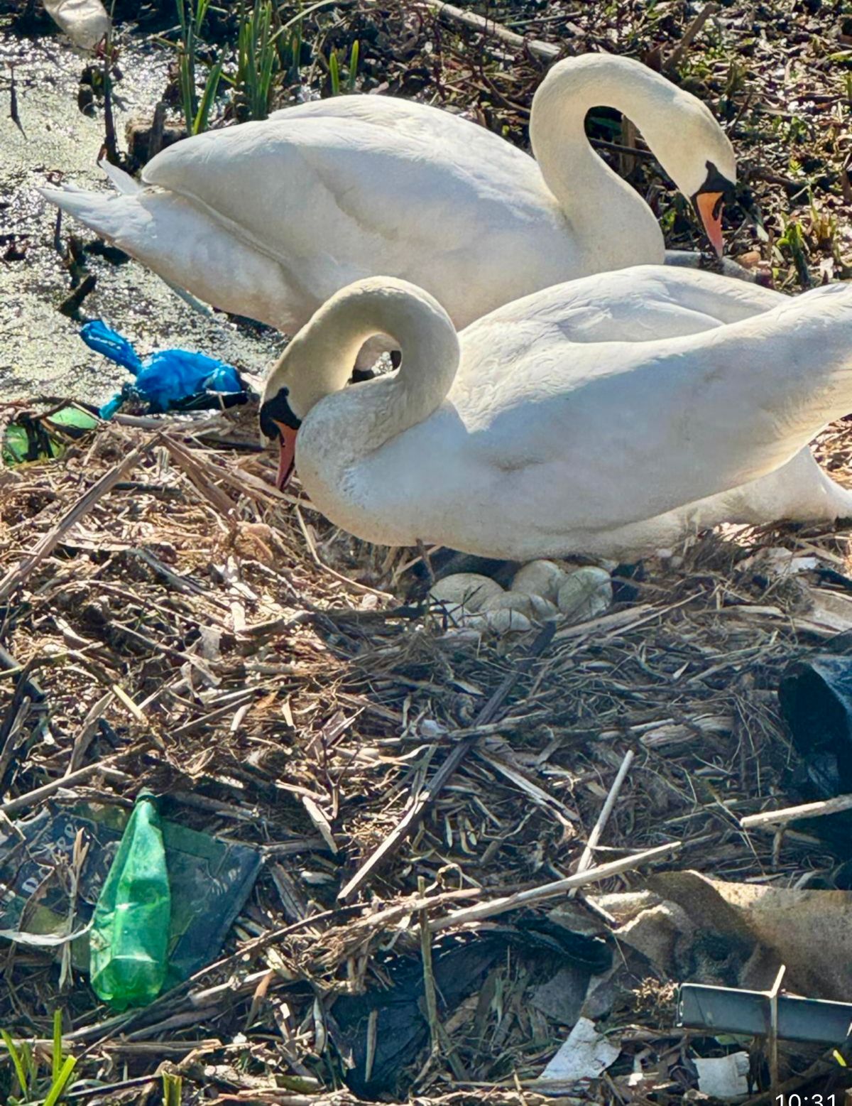 New life amidst the waste on Black Country’s canals