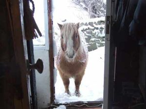 Supporting image for story: New snow pictures