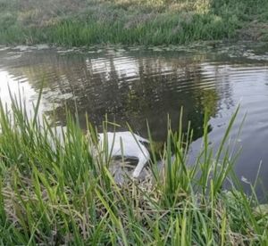 One of the swans as it was found
