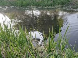 One of the swans as it was found
