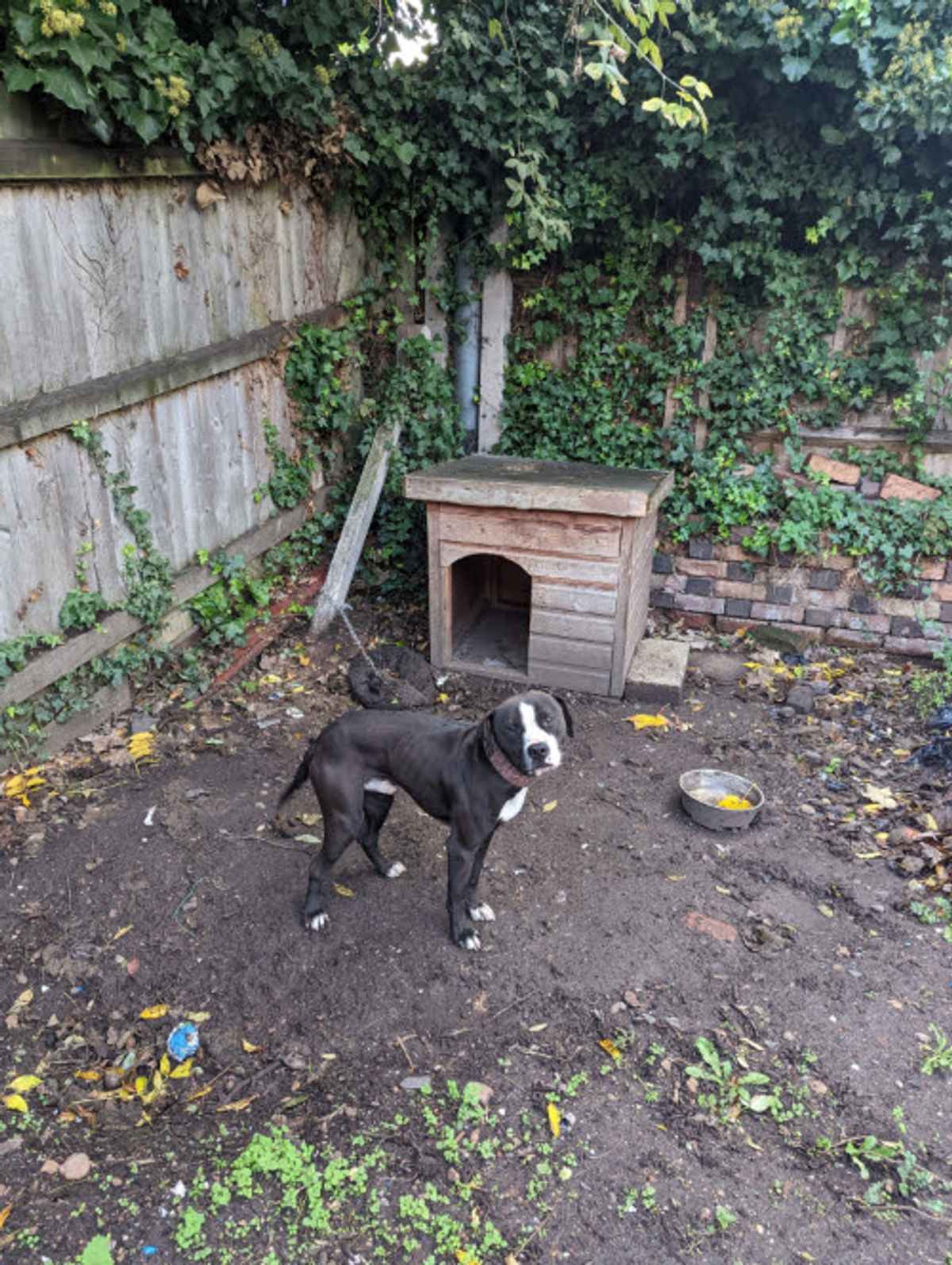 Inside Birmingham cellar of horrors where dogs were made to fight in vile and warped dog-fighting empire as two men jailed
