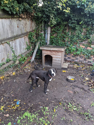 RSPCA officers rescued three adult bull breed dogs and two puppies