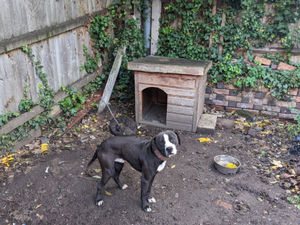 Supporting image for story: Inside Birmingham cellar of horrors where dogs were made to fight in 'vile and warped' dog-fighting empire as two men jailed