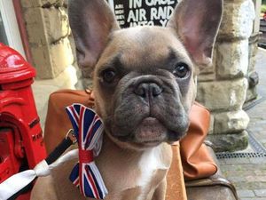 Supporting image for story: Now em-bark-ing: A doggy day out on Severn Valley Railway