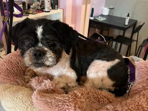 Supporting image for story: Fundraiser hopes to help dog abandoned in Dudley almost 200 miles away from home