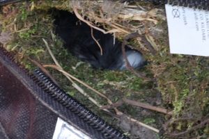 The bird's nest