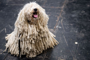 A Hungarian Puli at the Birmingham National Exhibition Centre (NEC) during the third day of the Crufts Dog Show. PA Photo. Issue date: Saturday March 7, 2020. See PA story ANIMALS Crufts. Photo credit should read: Jacob King/PA Wire.